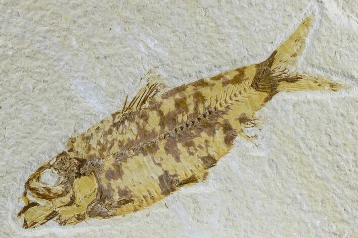 Fossil Fish (Knightia) - Wyoming #165803